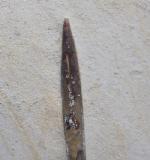Hibolithes semisulcatus (M�NSTER 1830) - Bild &copy; FossNet FossilienStore
